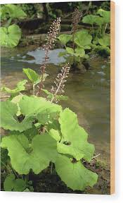 Attēlu rezultāti vaicājumam “Petasites hybridus”