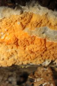 Attēlu rezultāti vaicājumam “Leucogyrophana sororia”