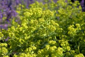 Image result for Alchemilla vulgaris