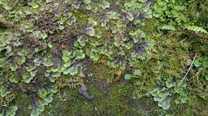 Attēlu rezultāti vaicājumam “Pellia neesiana”