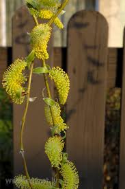 Attēlu rezultāti vaicājumam “Salix triandra male flower”