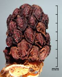 Attēlu rezultāti vaicājumam “Rubus plicatus fruit”