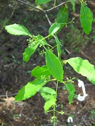 Attēlu rezultāti vaicājumam “Santalaceae”