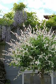 Attēlu rezultāti vaicājumam “Salix Vetrix”