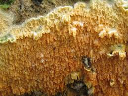 Attēlu rezultāti vaicājumam “Leucogyrophana mollusca”