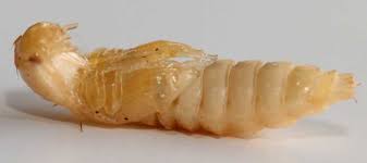 Attēlu rezultāti vaicājumam “Athous sp.”