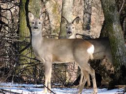 Attēlu rezultāti vaicājumam “Capreolus capreolus”