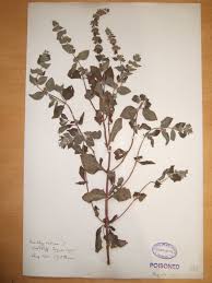 Attēlu rezultāti vaicājumam “Mentha x verticillata”