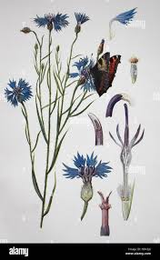 Image result for Centaurea cyanus