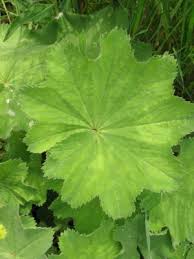 Attēlu rezultāti vaicājumam “Alchemilla vulgaris aggr. leaf”