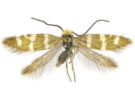 Attēlu rezultāti vaicājumam “Micropterigidae”