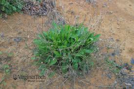 Attēlu rezultāti vaicājumam “Centaurea jacea leaf”