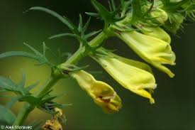 Attēlu rezultāti vaicājumam “Melampyrum pratense leaf”