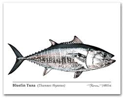 Image result for Thunnus thynnus