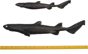 Image result for Dalatias licha