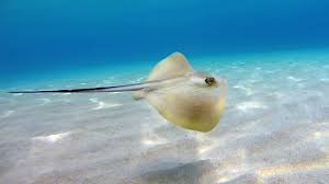 Image result for Dasyatis pastinaca