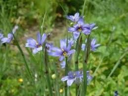 Attēlu rezultāti vaicājumam “Sisyrinchium montanum fruit”