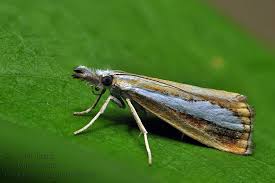 Attēlu rezultāti vaicājumam “Catoptria margaritella”