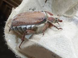 Attēlu rezultāti vaicājumam “Melolontha hippocastani imago”