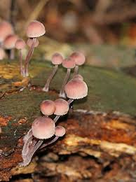 Attēlu rezultāti vaicājumam “Mycena haematopus”