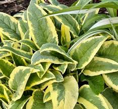 Attēlu rezultāti vaicājumam “Symphytum grandiflorum”