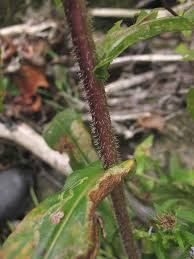 Attēlu rezultāti vaicājumam “Symphytocarpus impexus young”
