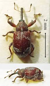 Attēlu rezultāti vaicājumam “Anthonomus phyllocola”