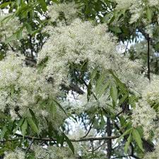 Attēlu rezultāti vaicājumam “Fraxinus excelsior flower”