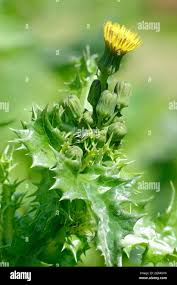 Attēlu rezultāti vaicājumam “Sonchus asper flower”