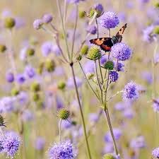 Image result for Succisa pratensis