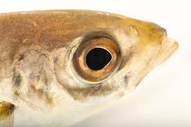 Image result for Trachurus trachurus