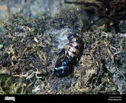 Attēlu rezultāti vaicājumam “Argynnis paphia larva”