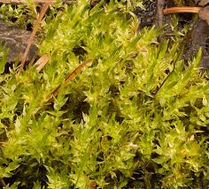 Attēlu rezultāti vaicājumam “Calliergon cordifolium”
