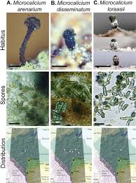 Attēlu rezultāti vaicājumam “Microcalicium disseminatum”