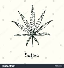 Attēlu rezultāti vaicājumam “Cannabis sativa leaf”