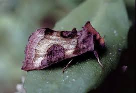 Attēlu rezultāti vaicājumam “Diachrysia tutti”