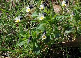 Attēlu rezultāti vaicājumam “Viola arvensis”