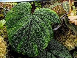 Attēlu rezultāti vaicājumam “Exobasidium splendidum”