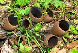 Attēlu rezultāti vaicājumam “Craterium sp.”