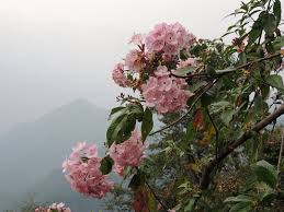 Attēlu rezultāti vaicājumam “Rubiaceae”