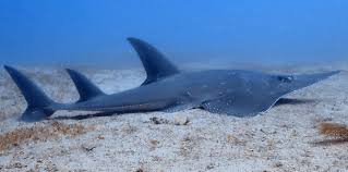 Image result for Rhynchobatus australiae