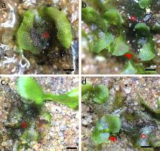 Attēlu rezultāti vaicājumam “Seligeria donniana sporophyte”