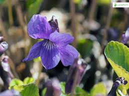 Attēlu rezultāti vaicājumam “Viola uliginosa bud”