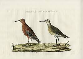 Attēlu rezultāti vaicājumam “Calidris ferruginea adult”