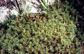 Attēlu rezultāti vaicājumam “Polytrichum juniperinum”