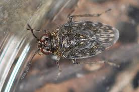 Attēlu rezultāti vaicājumam “Saldula saltatoria”