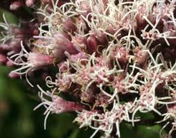 Image result for Eupatorium cannabinum
