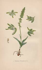 Attēlu rezultāti vaicājumam “Herminium monorchis leaf”