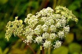 Image result for Angelica silvestris
