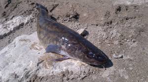 Attēlu rezultāti vaicājumam “Lota lota”